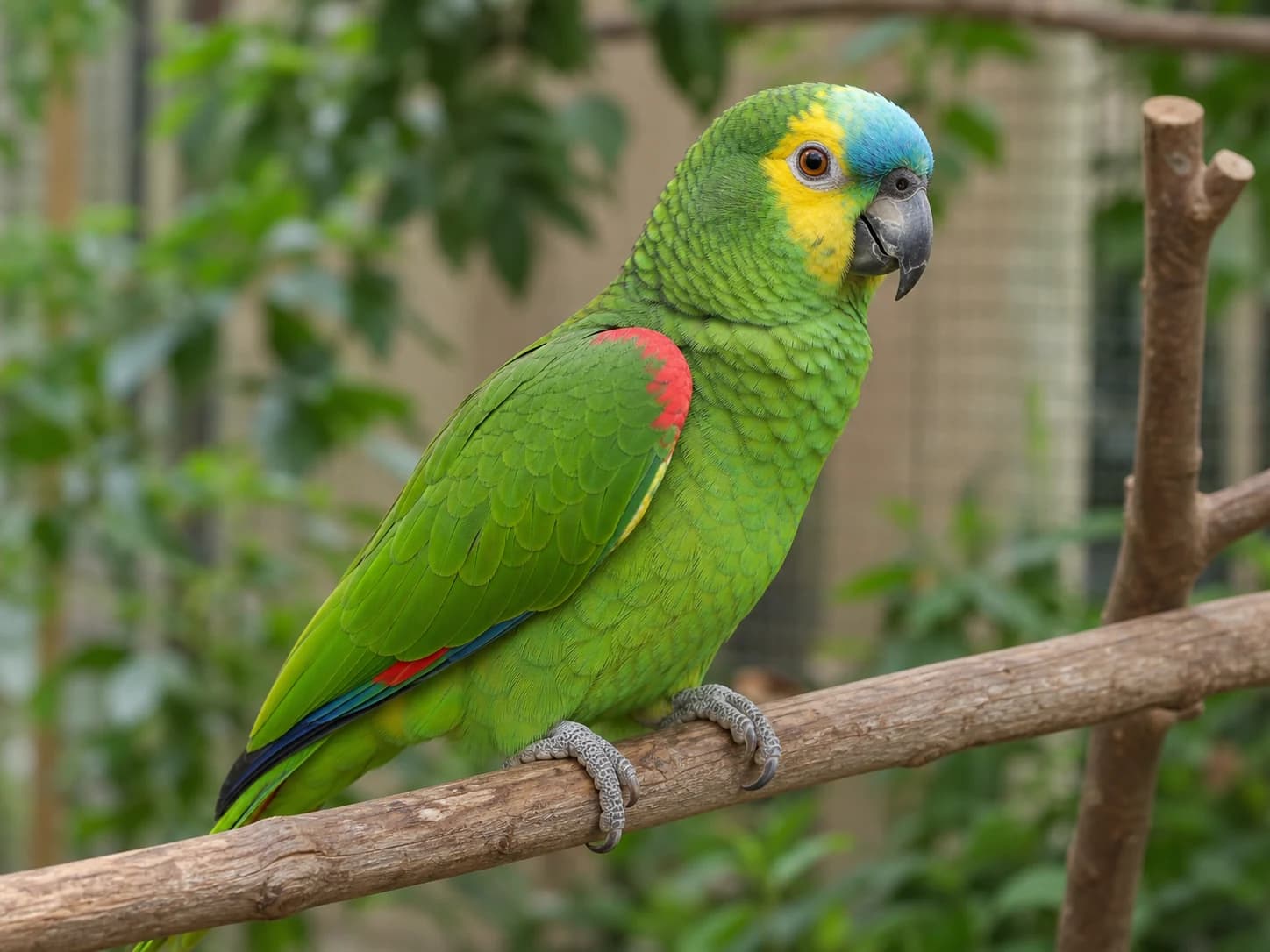 Blue-fronted Amazon Amazon Parrot realistic reference image