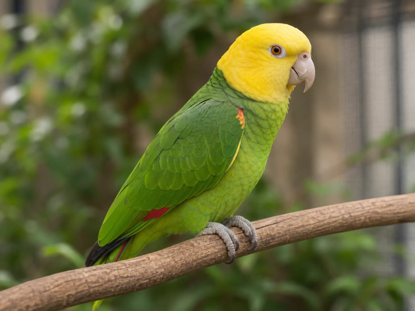 Double Yellow-headed Amazon Amazon Parrot realistic reference image