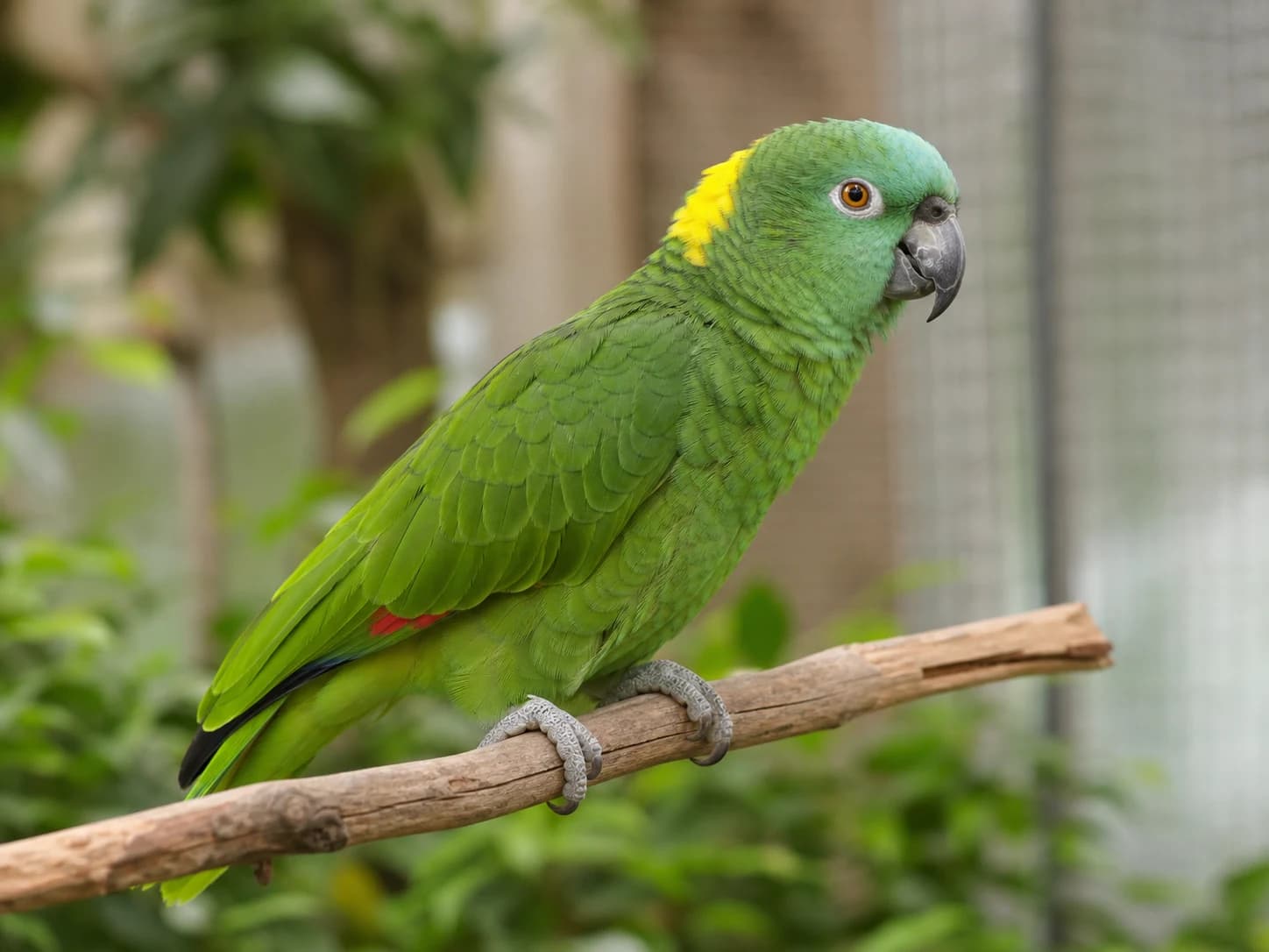 Yellow-naped Amazon Amazon Parrot realistic reference image