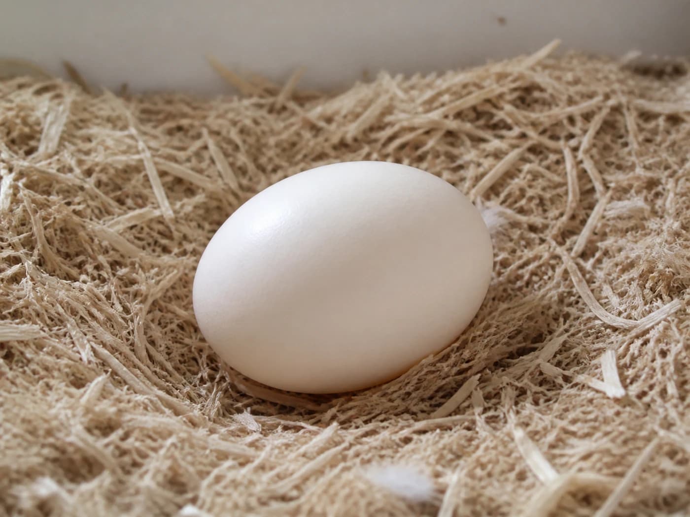 Amazon Parrot Egg growth-stage reference image