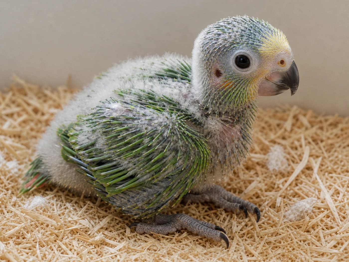 Amazon Parrot Pin feather stage growth-stage reference image