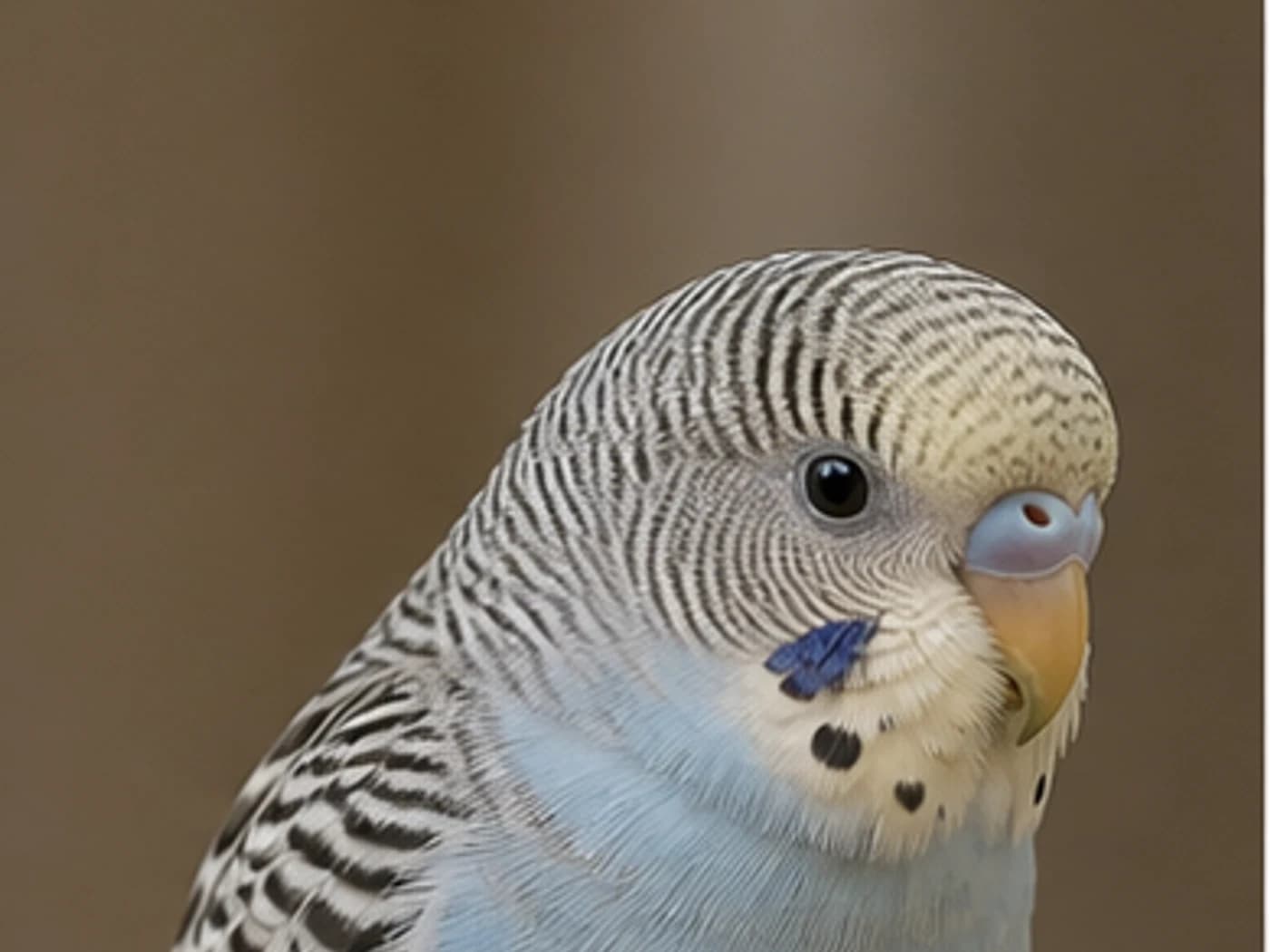 Budgie Juvenile forehead bars behavior reference image