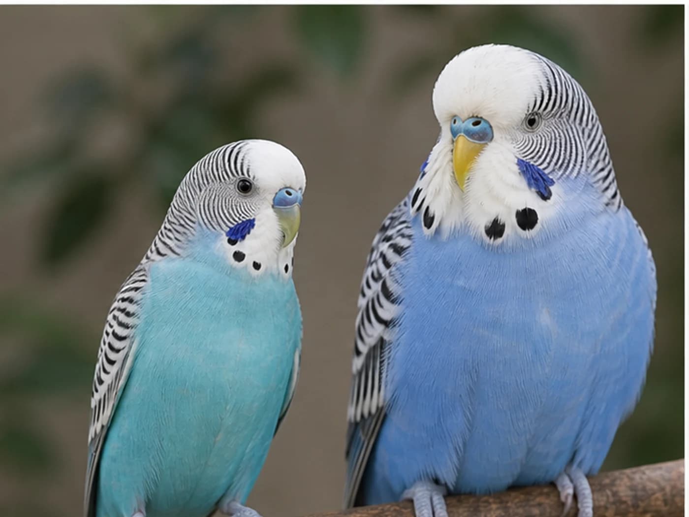 American Budgie vs English Budgie body type Budgie realistic reference image