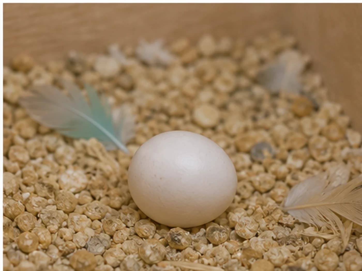 Budgie Egg growth-stage reference image