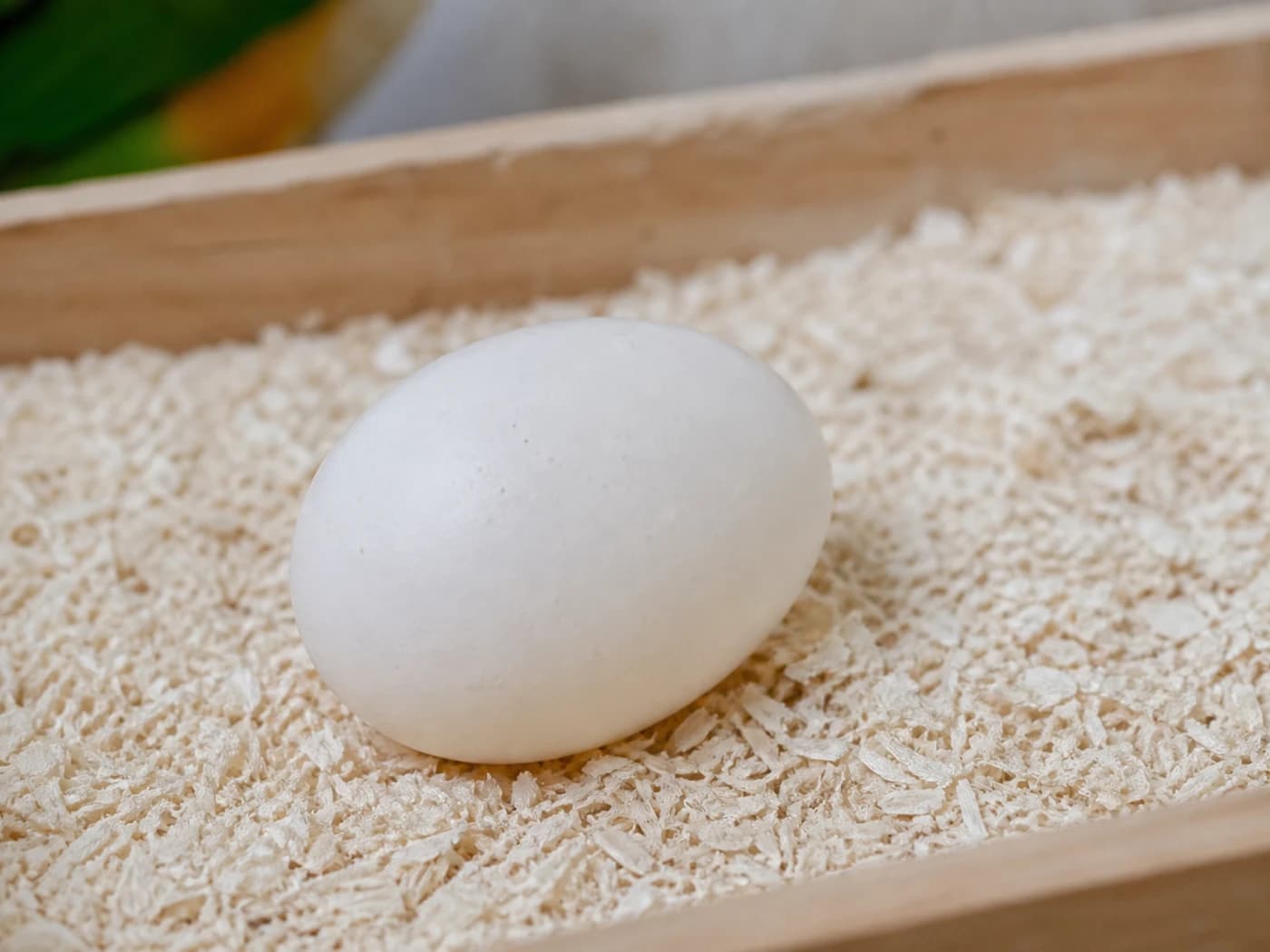 Caique Egg growth-stage reference image