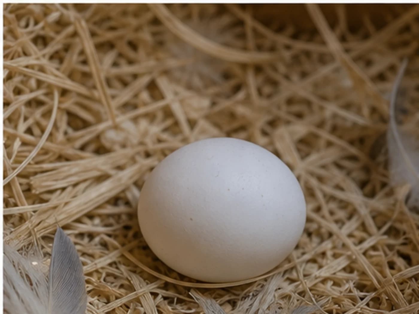 Cockatiel Egg growth-stage reference image