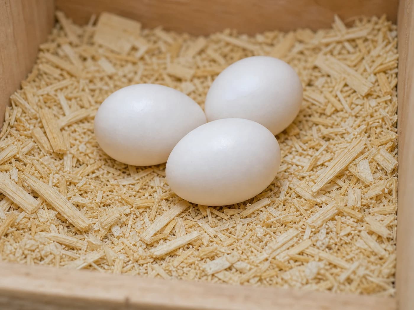 Conure Egg growth-stage reference image