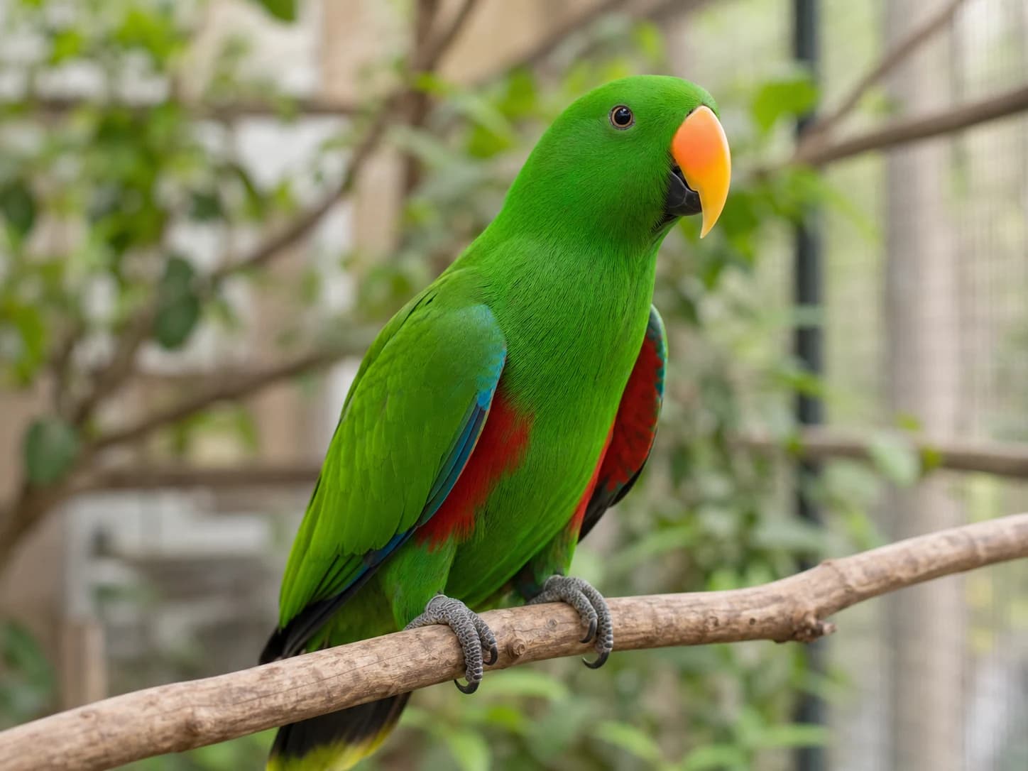 Solomon Island Eclectus - Male Eclectus realistic reference image
