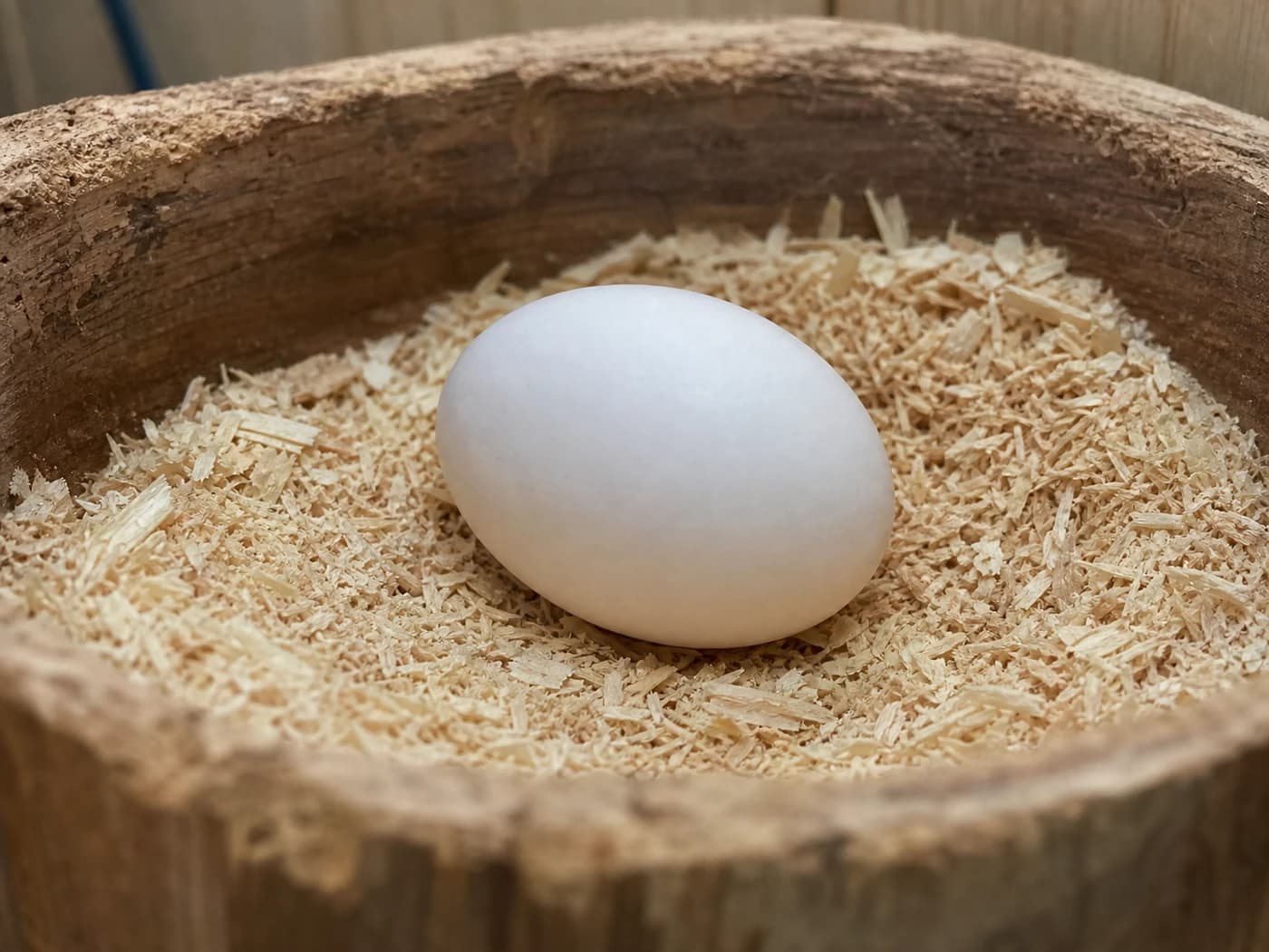 Eclectus Egg growth-stage reference image
