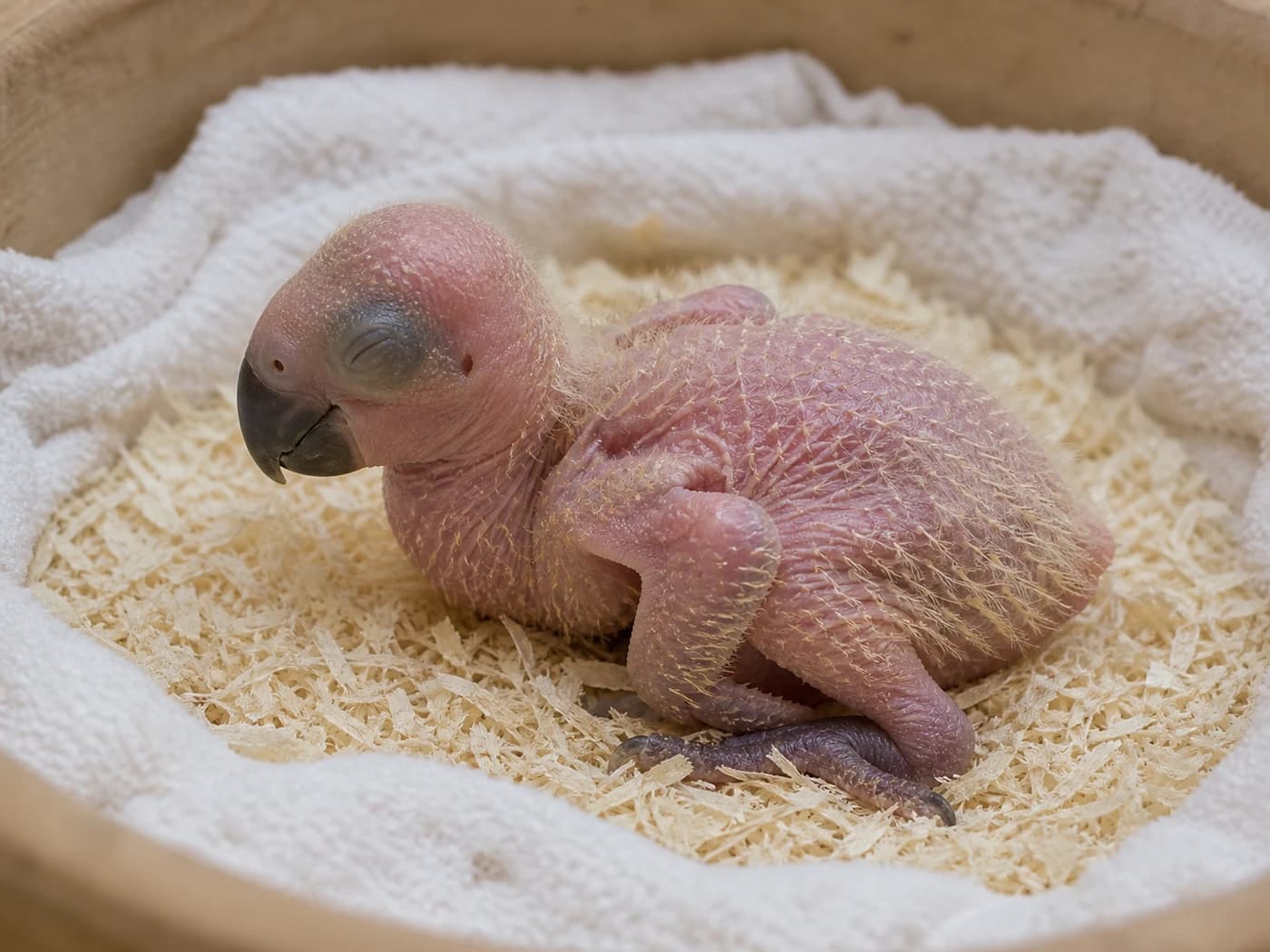 Eclectus Hatchling growth-stage reference image