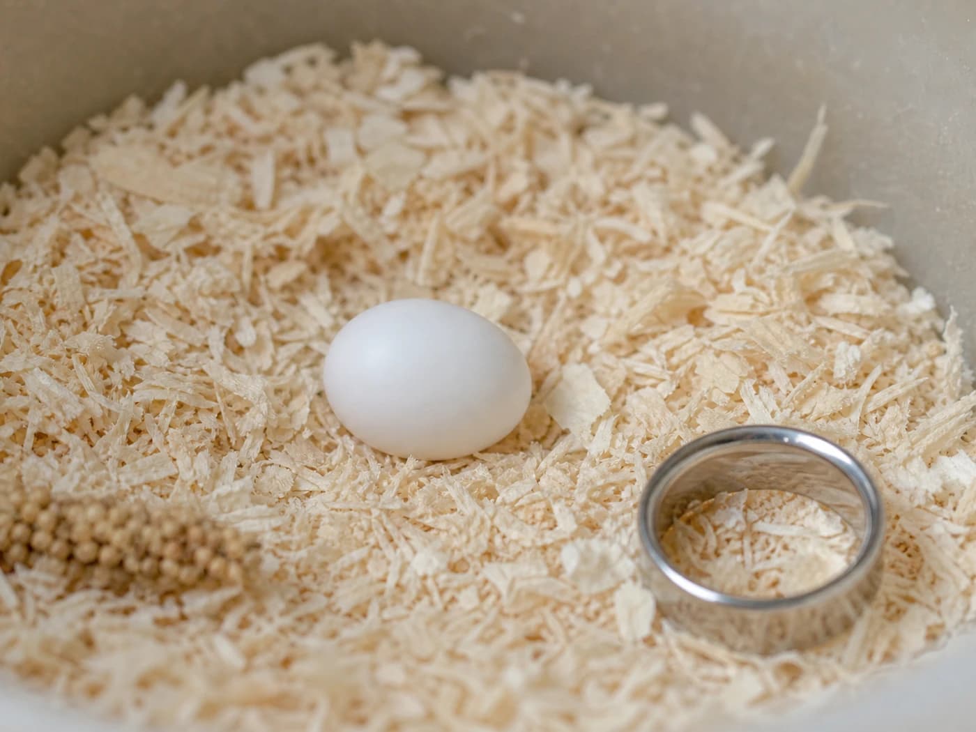 Pacific Parrotlet Egg growth-stage reference image