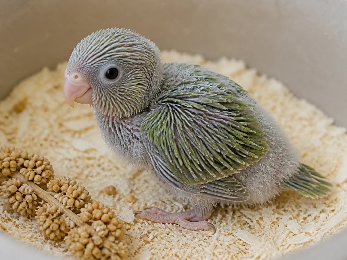 Pacific Parrotlet Pin feather stage growth-stage reference image