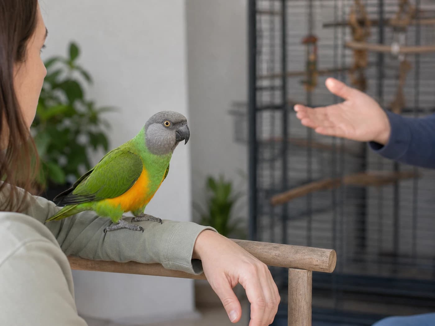 Senegal Parrot Family favoritism behavior reference image