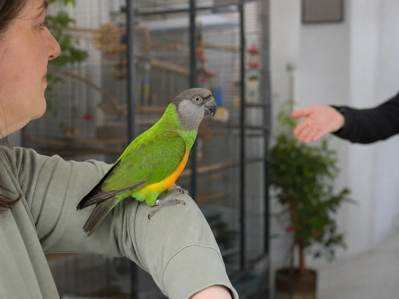 Senegal Parrot Guarding owner behavior reference image