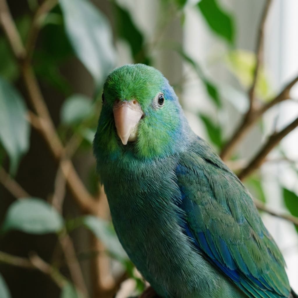 Parrotlet