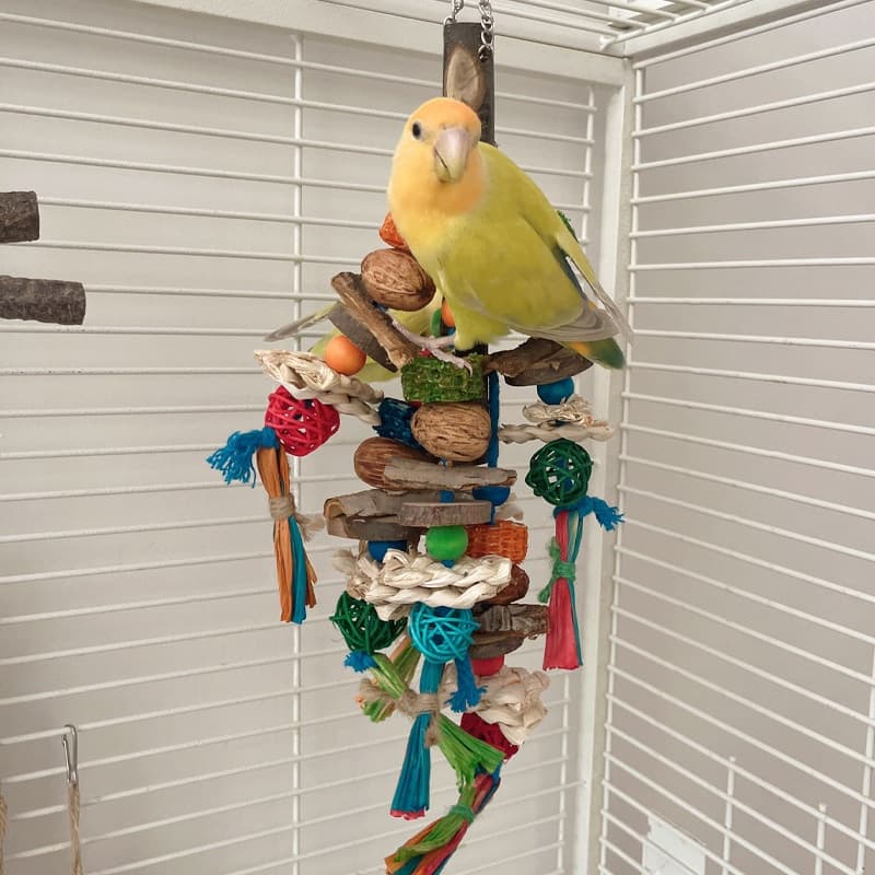 Natural Corn Husk Shredding Toy for Small Parrots